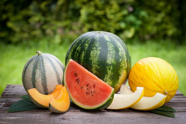 L-R horizontally across the frame are a cantaloupe, a watermelon, and a casaba melon are arranged on a wooden table, outdoors.Each of the Mellons is whole and uncut. If front of each uncut melon are slices of the fruit. There are two orange slices of cantaloupe, on very red slice of watermelon, and two slices of casaba. Agains a natural backdrop of out of focus greenery.