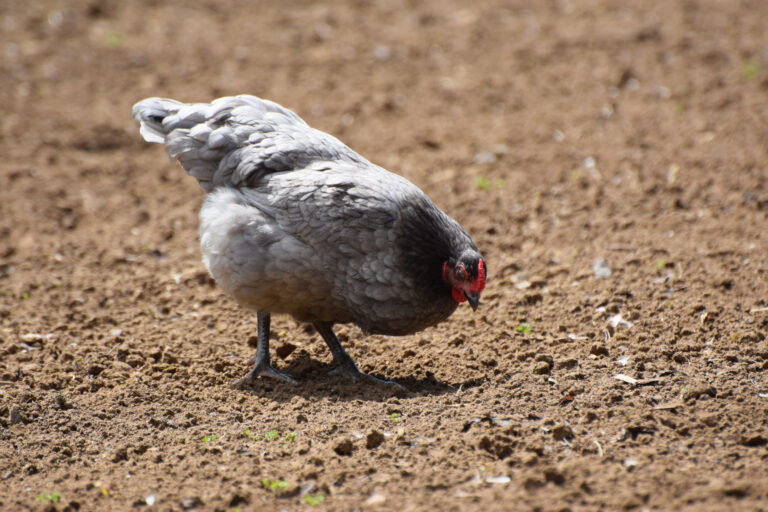 Blue Andalusian chicken pecking at the ground.