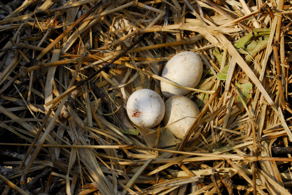 pelican eggs