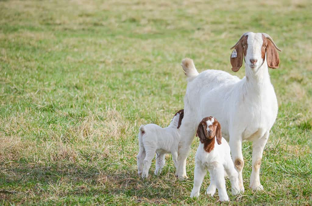 Boer Goat and Two Boer Goat Kids