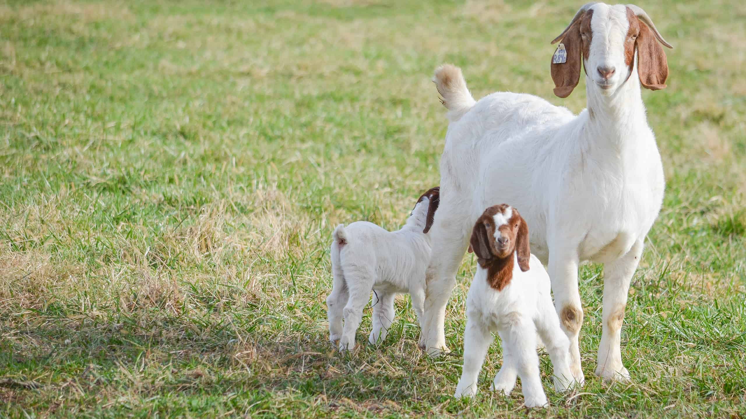 show boer goats
