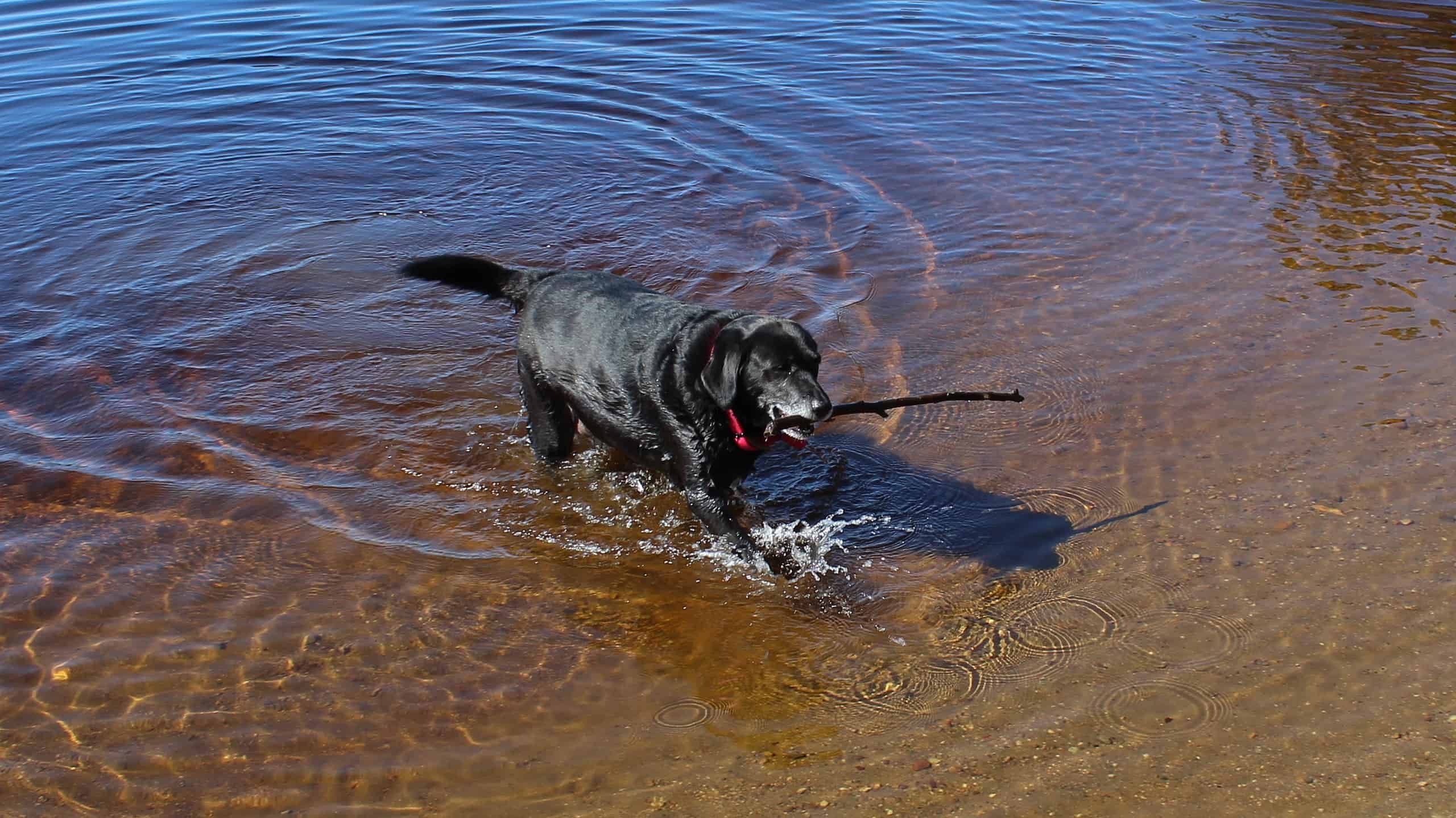 Canadian Labrador Retriever, or St. John's Water Dog