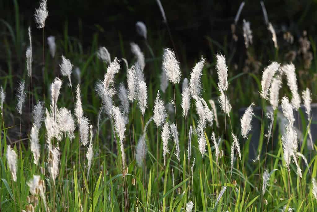 Cogon Grass