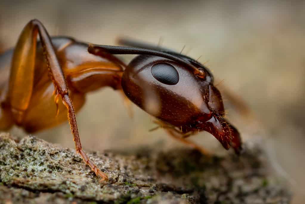 Argentine Ant (Linepithema humile)