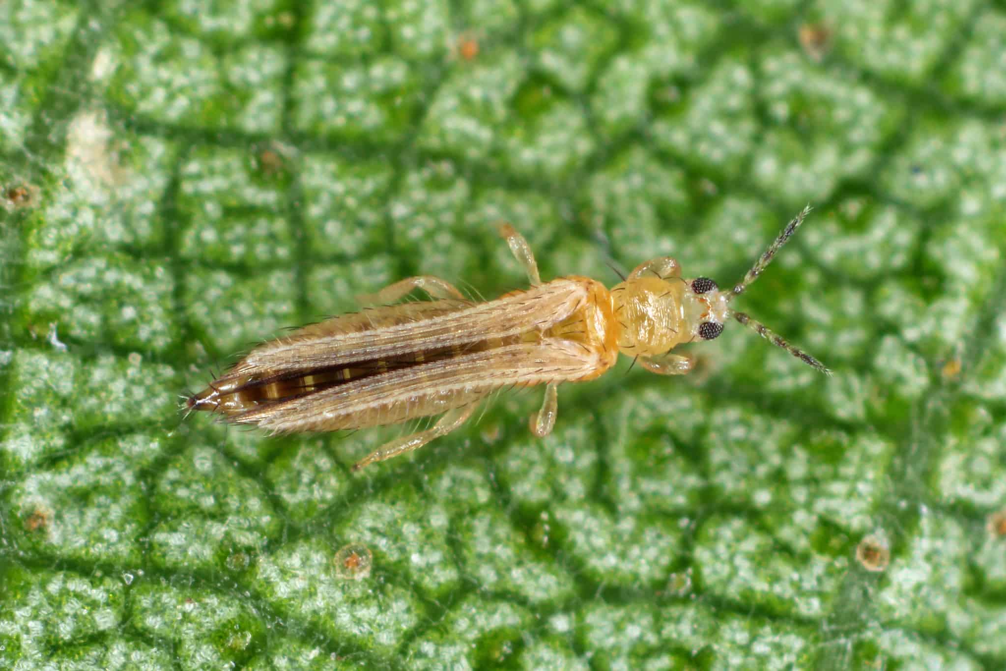 Do Thrips Bite People Does It Hurt A Z Animals Do Thrips Bite People Does It Hurt A Z Animals