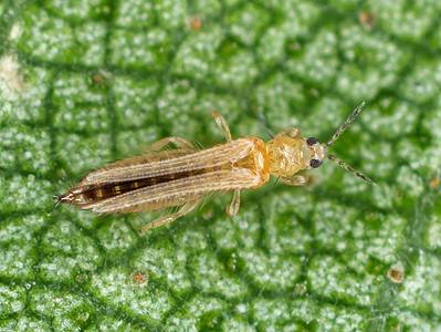 A Do Thrips Bite People? Does It Hurt?