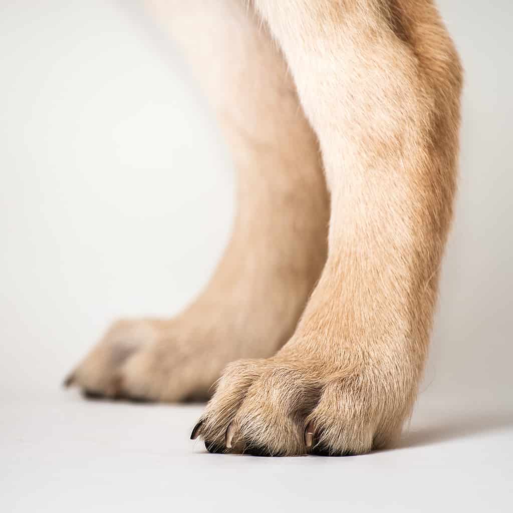 the rear paws / feet of a Labrador retriever.