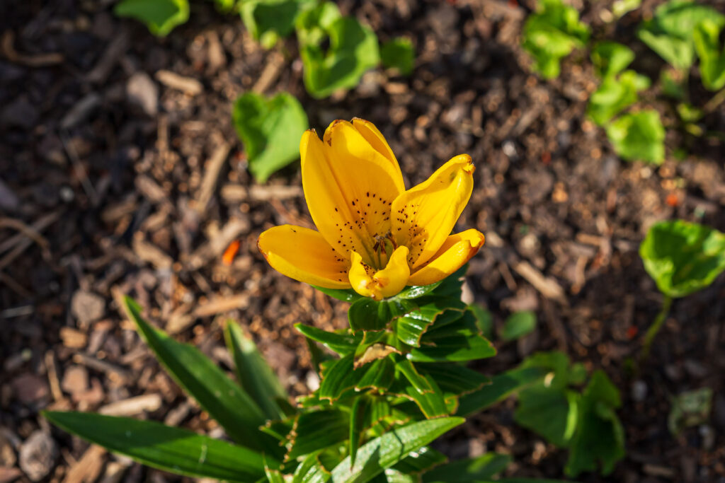Yellow lily with rabbit damage