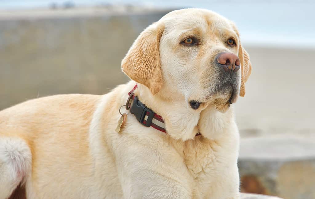 yellow english labrador retriever