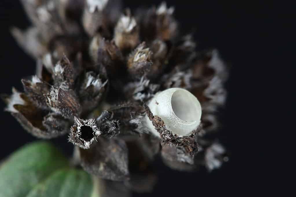 A white open cocoon is visible in right center frame. It is the cocoon of a green lacewing. The cocoon is nestled in a dead/dried seed pod. The seed pod is mostly black with brown accents. The pod consists of many individual empty seed hulls. 