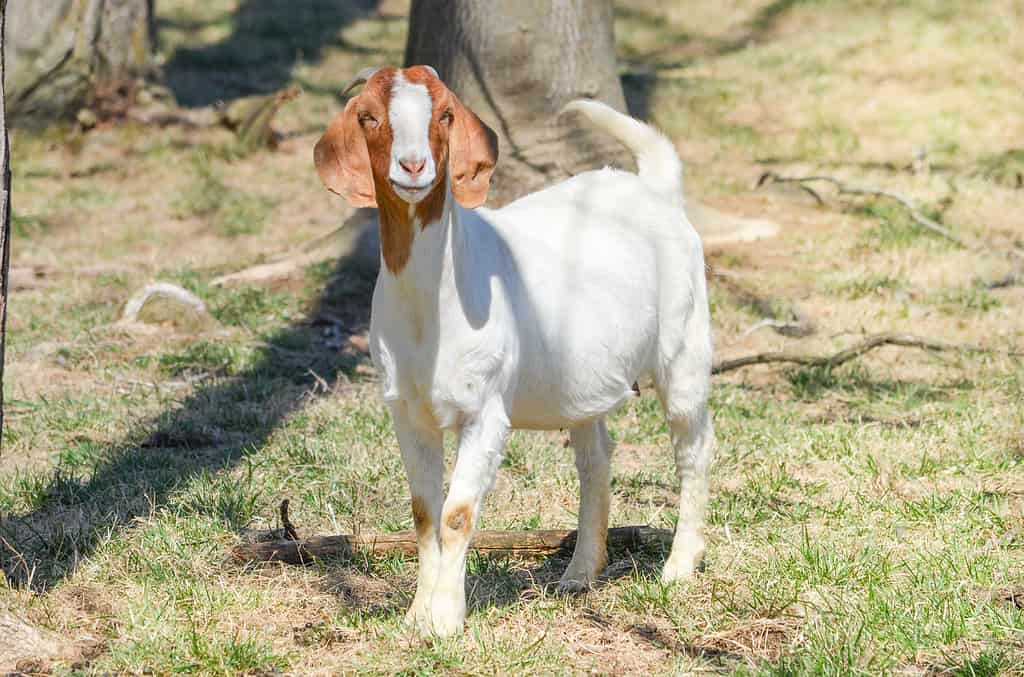 show boer goats