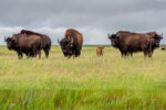 A herd of plains bison with a baby calf in a pasture in Saskatchewan, Canada.
