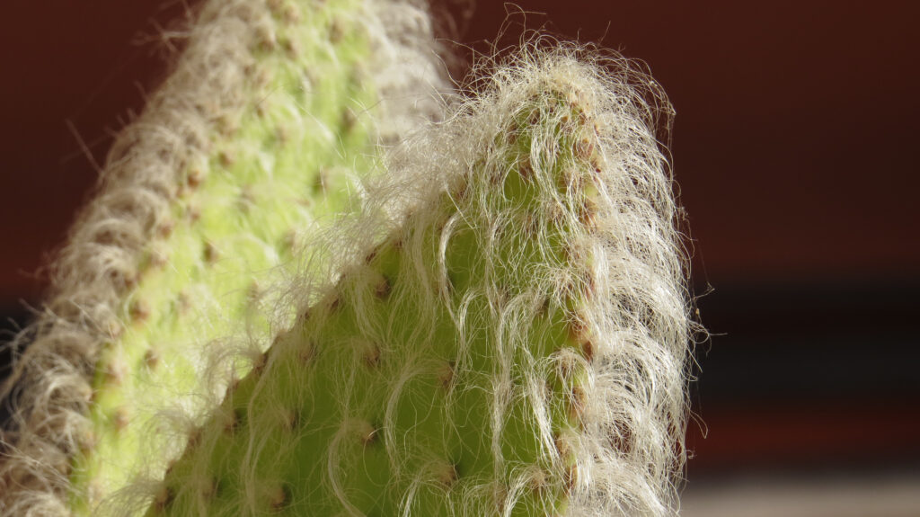Opuntia Erinacea Cactus