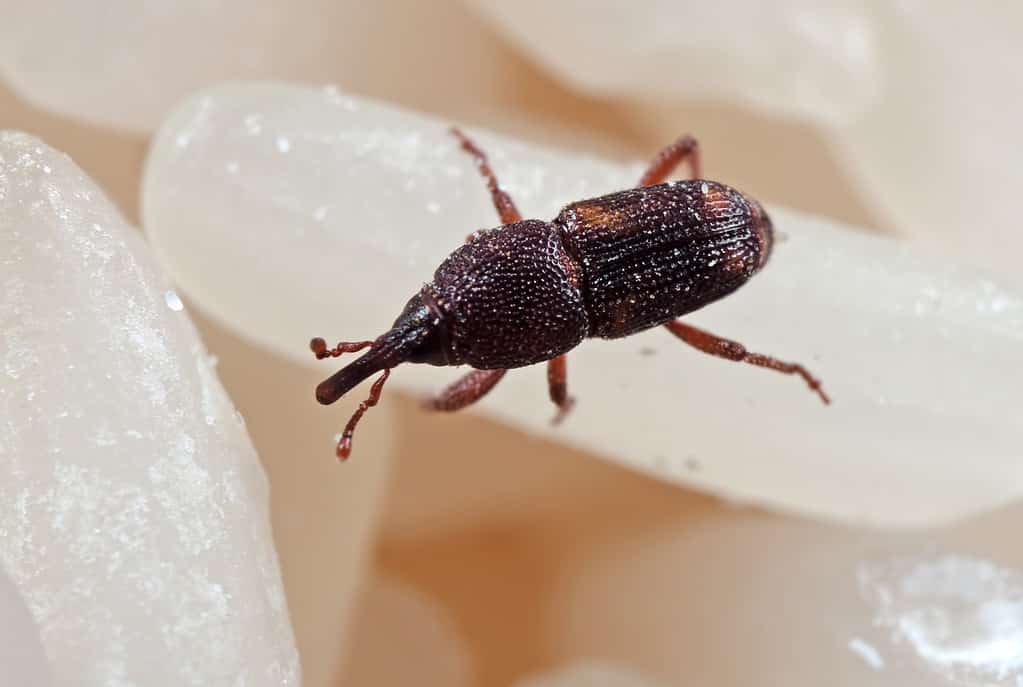 Maize Weevil or Rice Weevil - Types of Brown Beetles