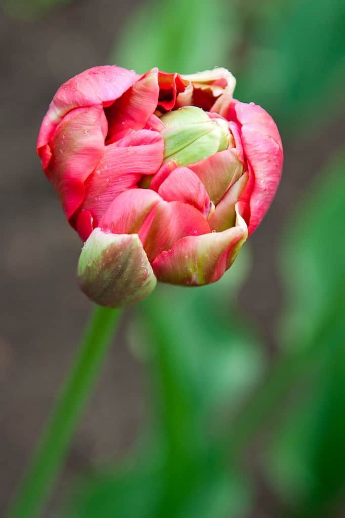 Tulip renown unique