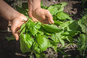 The 8 Best Leafy Green Vegetables to Plant in August Picture