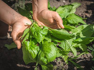 A The 8 Best Leafy Green Vegetables to Plant in August