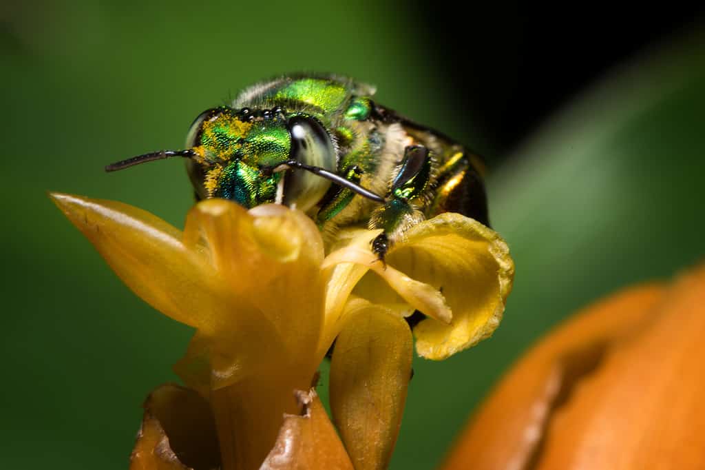 Colorful orchid bee or Exaerete on a yellow tropical flower