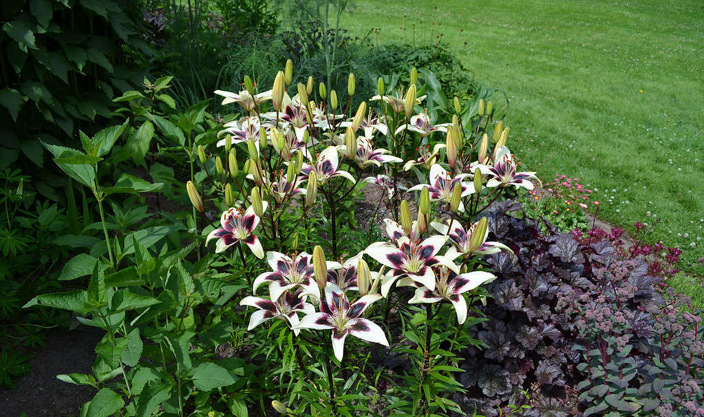 black spider asiatic lilies