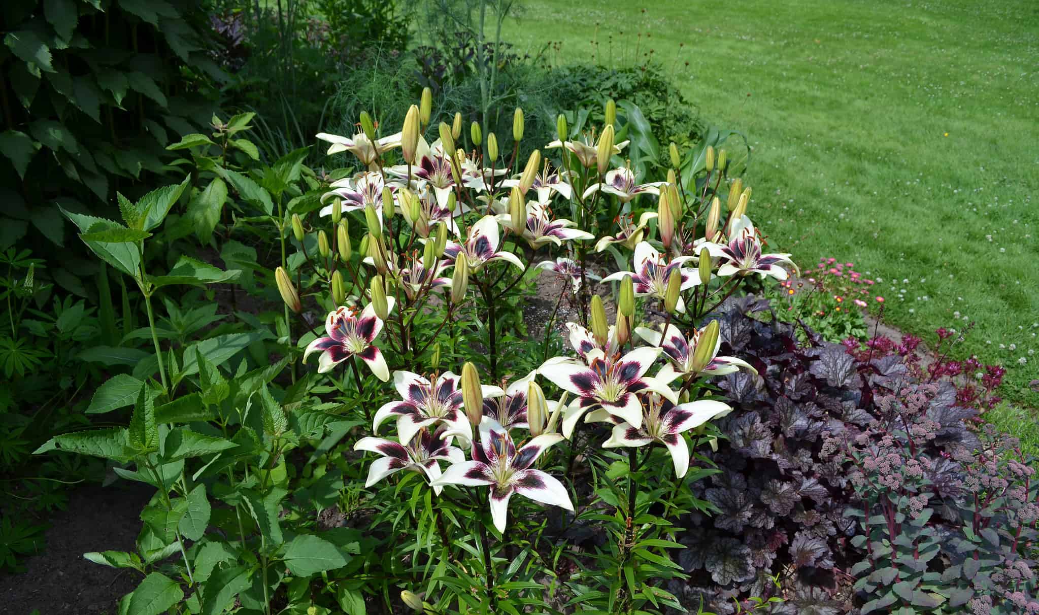 24 Types Of White Lilies