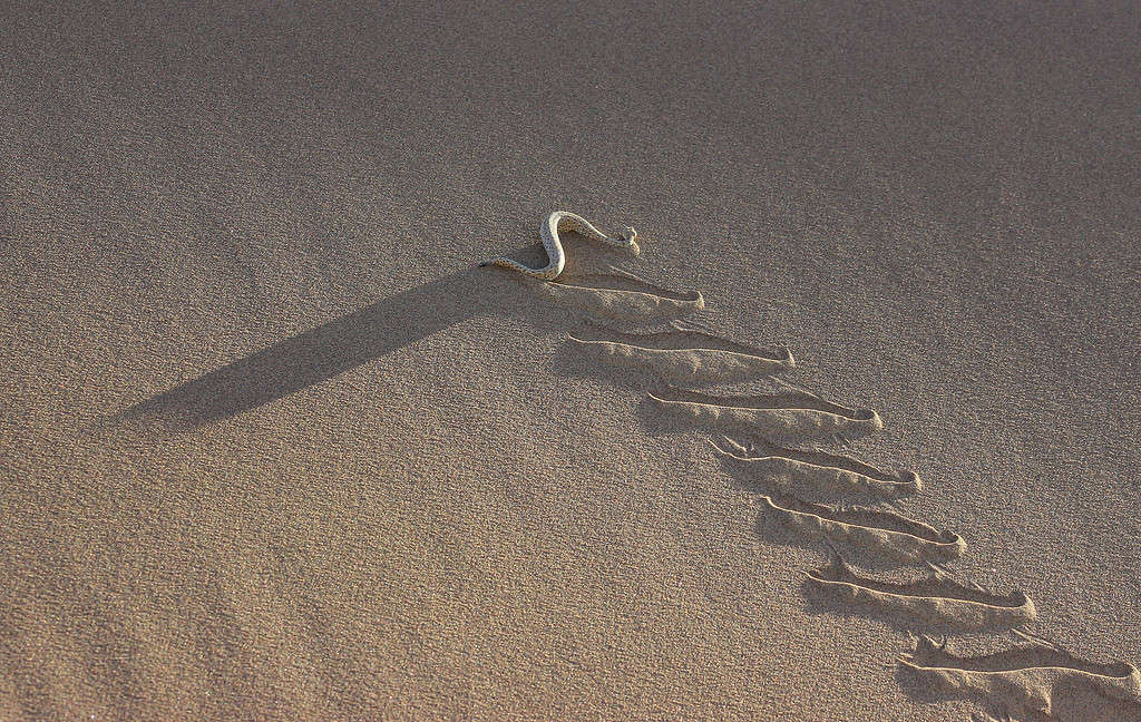 A sidewinder - Bitis peringueyi - in the Namib desert, making tracks climbing a dune in late afternoon light