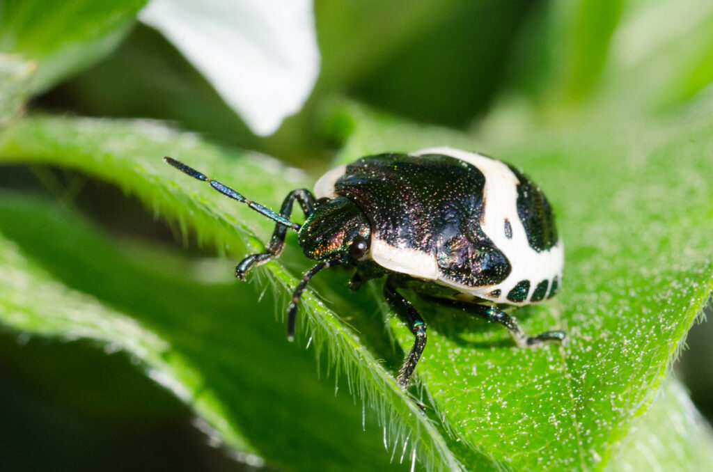 Calligrapha Beetle in Deajeon South Korea