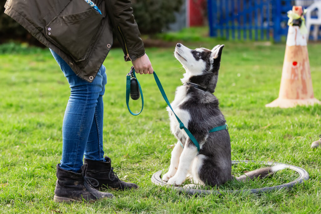 picture of a woman who trains with a young husky on a dog training field