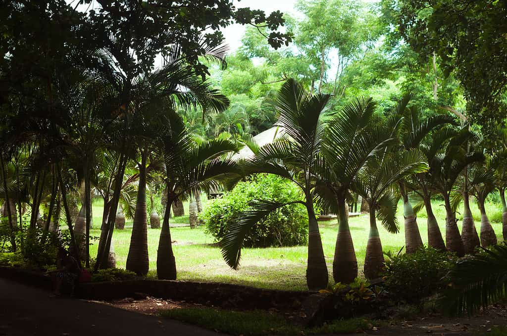 bottle palm trees
