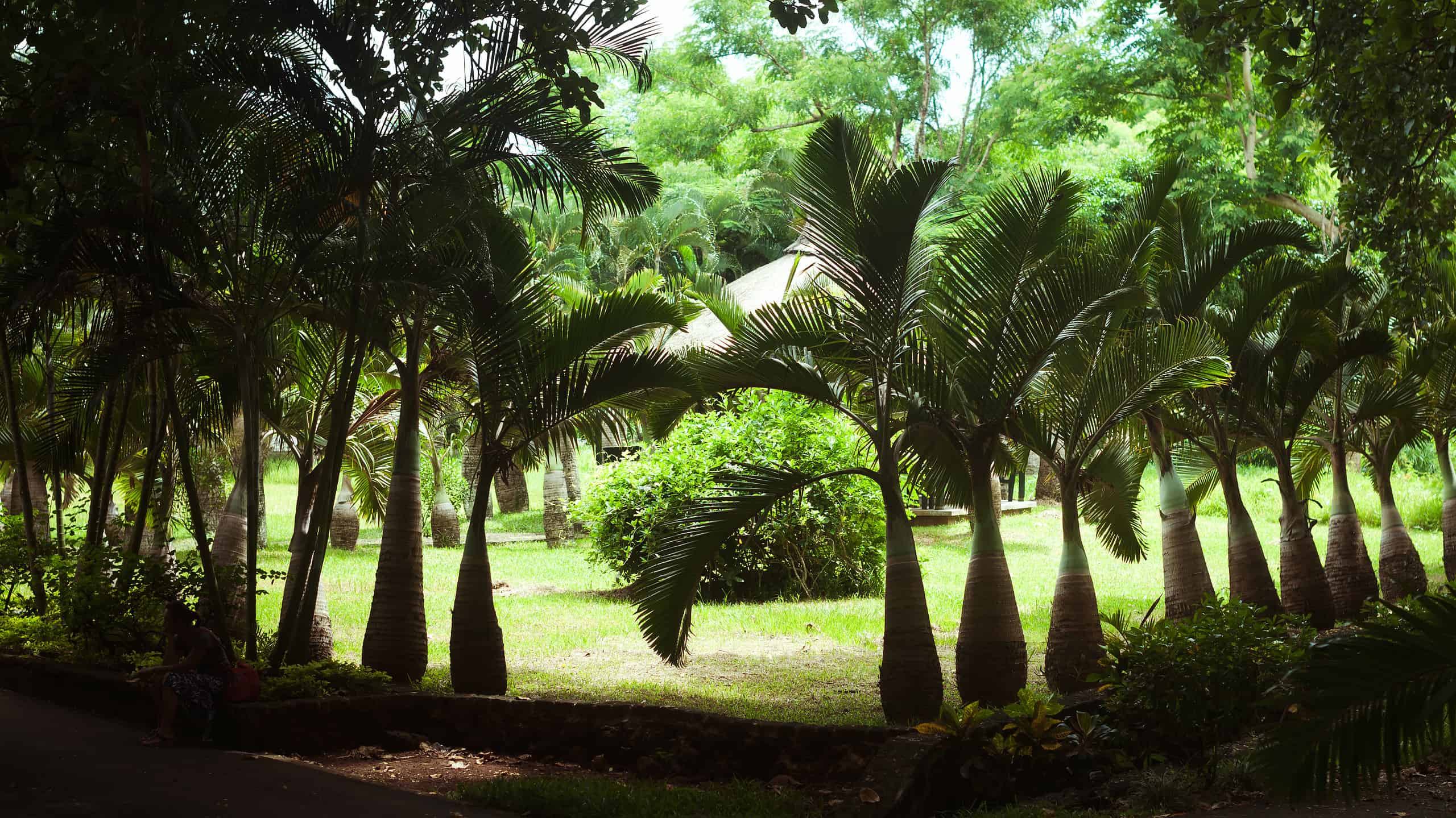 bottle palm trees