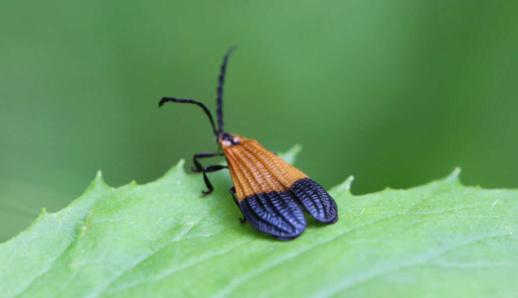 Banded Net-Winged Beetle perched upon a green leaf