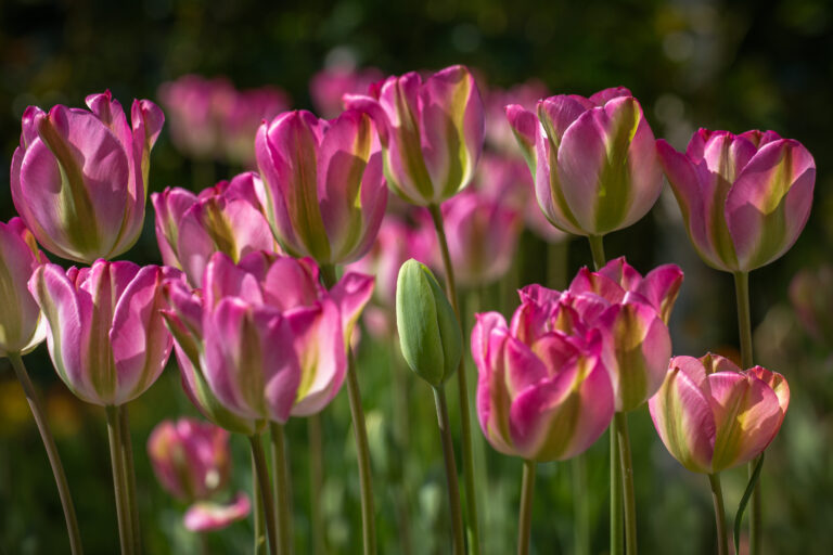 'Nightrider' tulips