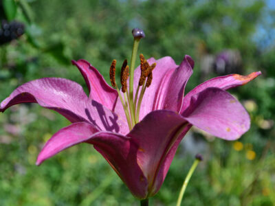 A 7 Types of Purple Lilies