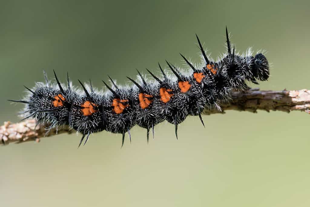 Mourning cloak caterpillar