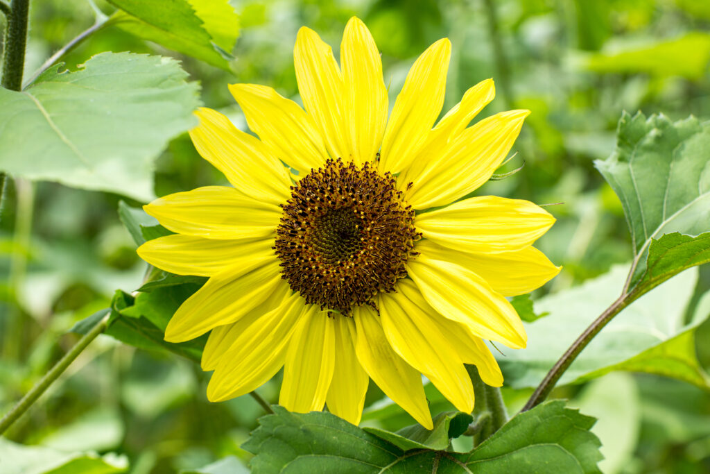 Suntastic yellow Sunflower
