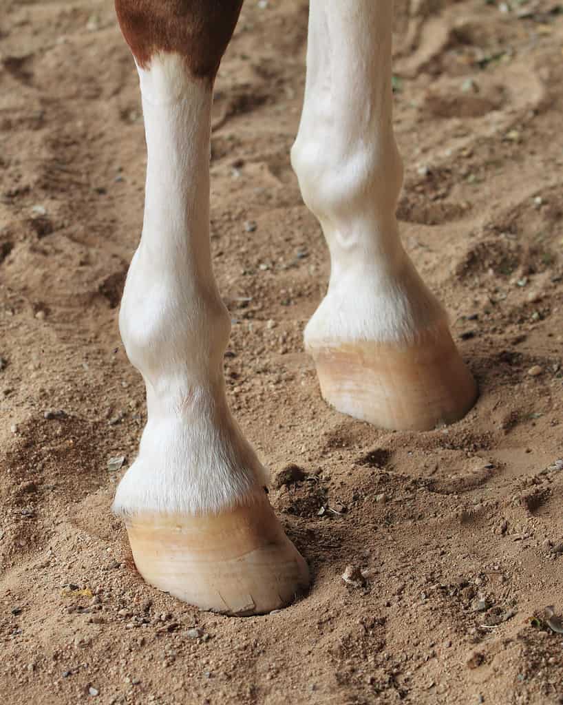 Chestnut horse front hooves. A bit of the chestnut color is visible at the top of the frame on the left (right leg of the horse). The feet are white. The hoof is khaki colored.