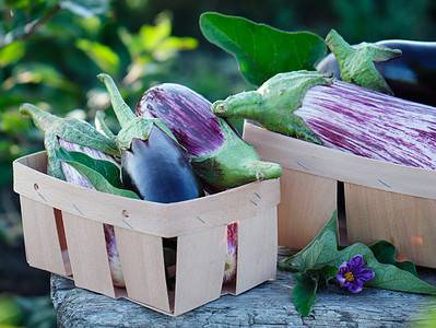 A Companion Planting: Discover Which Vegetables Grow Well Together
