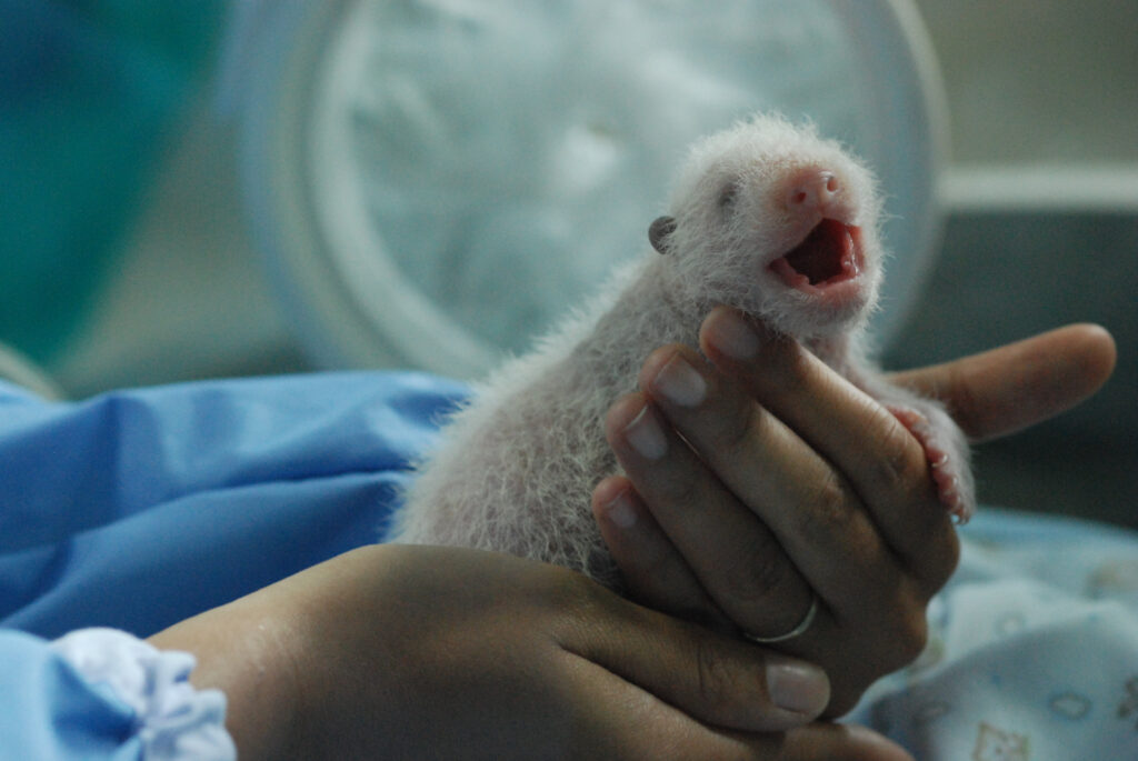 panda baby newborn incubation hold