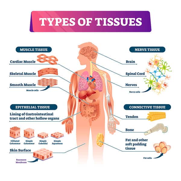Tissue - A-Z Animals