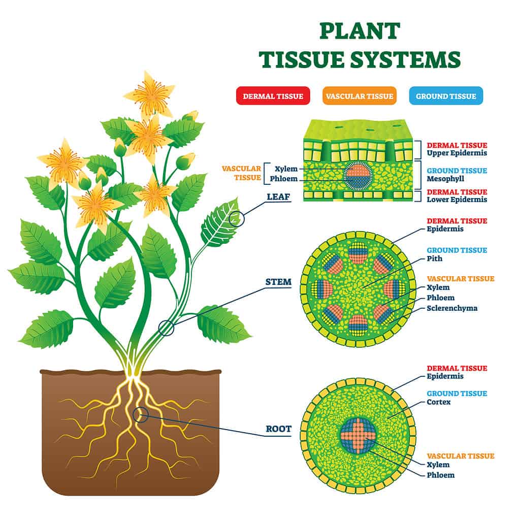 Types of Plant Tissue