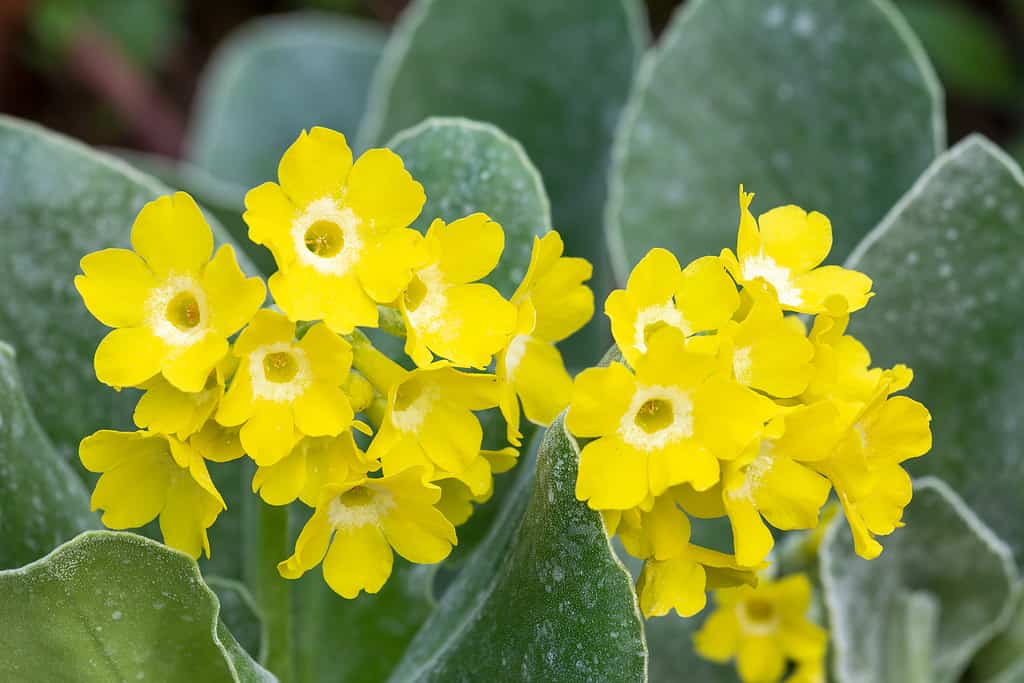 Primula auricula, known as mountain cowslip or bear's ear flower.