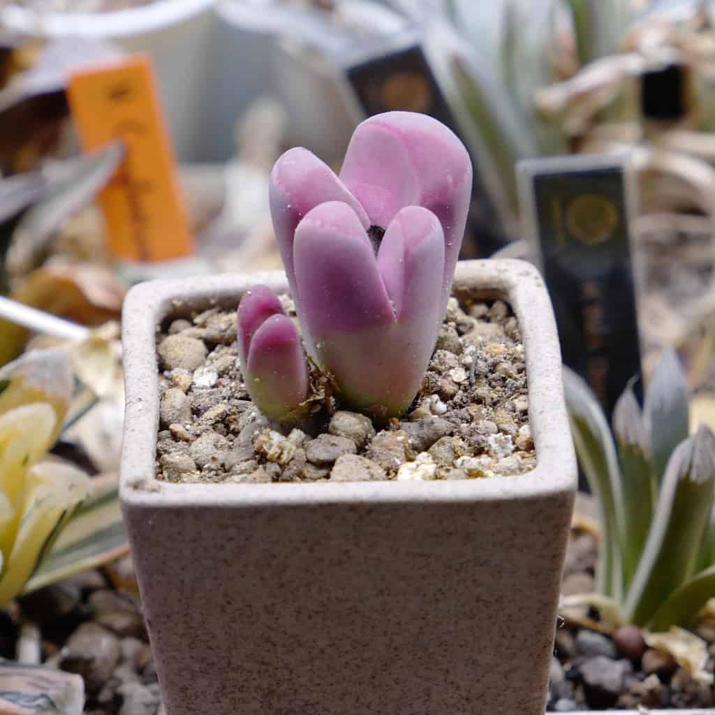 Split rock succulent Lithops optica 'Rubra' 