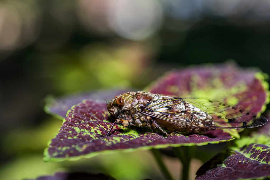 Empress Cicada (Megapomponia imperatoria)