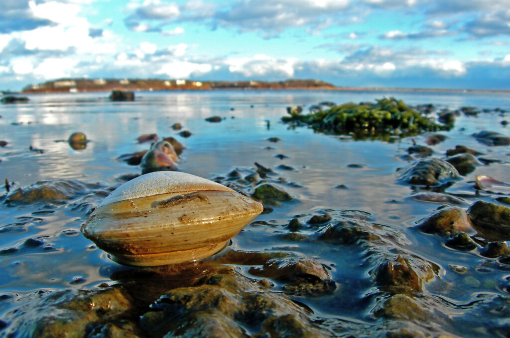 The quahog is among the longest-lived organisms on earth.