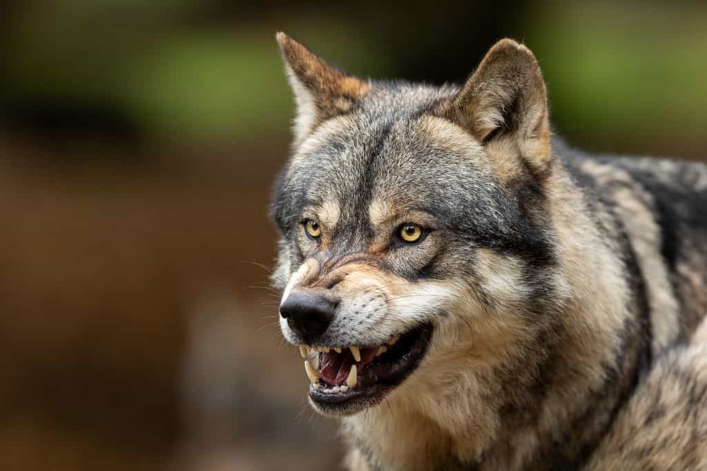 Gray wolf is visible in the right frame, facing left. The wolf's mouth is open exposing its long canine teeth.