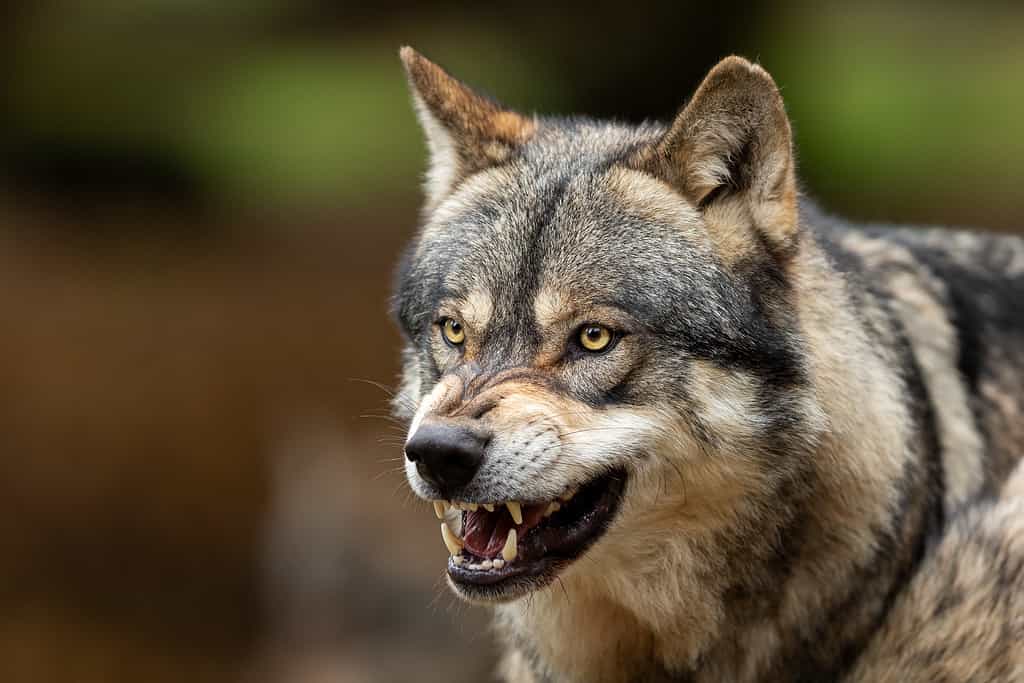 Rottweiler vs. Wolf: Which Animal Would Win a Fight? - AZ Animals