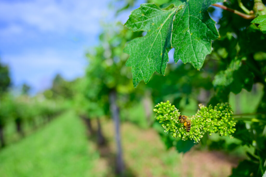 Honey bees pollinating vine blossom in vineyard in early spring