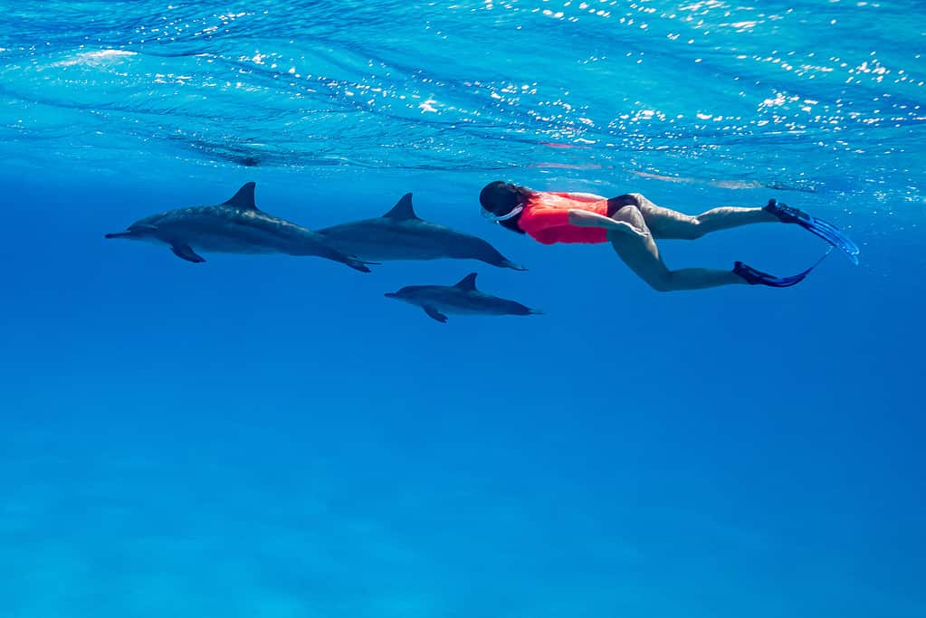 woman swimming with a pod of Spinner dolphins (Stenella longirorstris) over sand in Sataya reef, Egypt, Red Sea