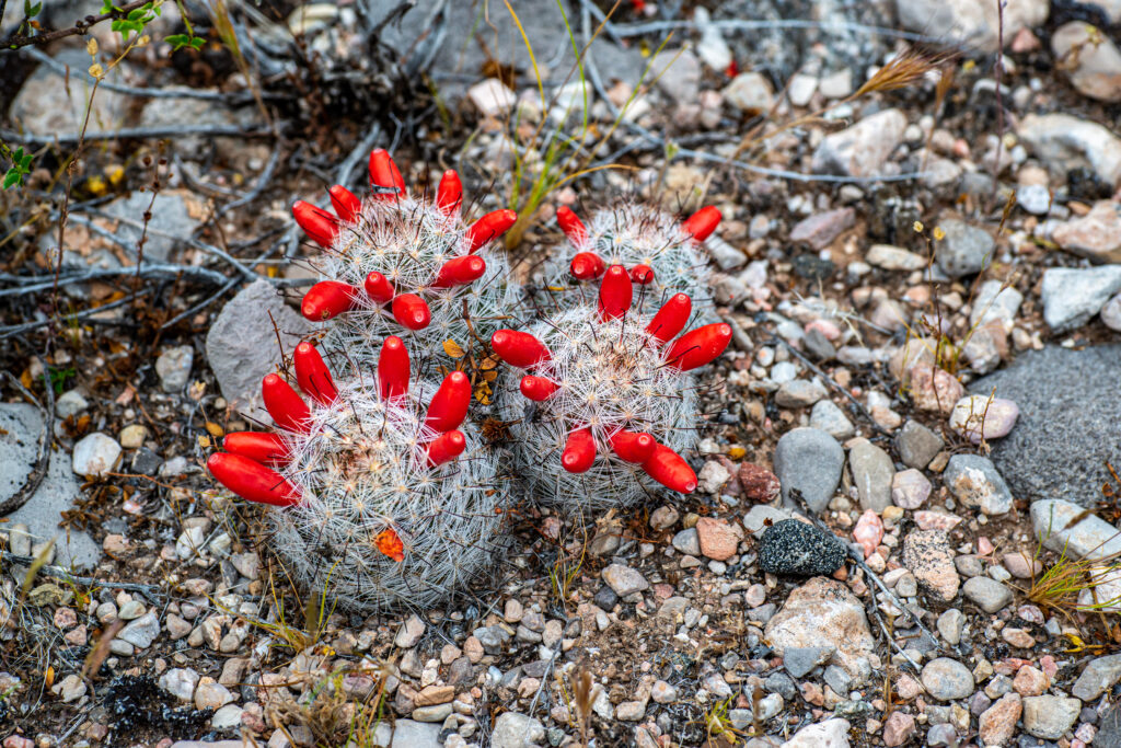 The red fruits and curved spines of a fishhook nipple cactus (Mammillaria tetrancistra)