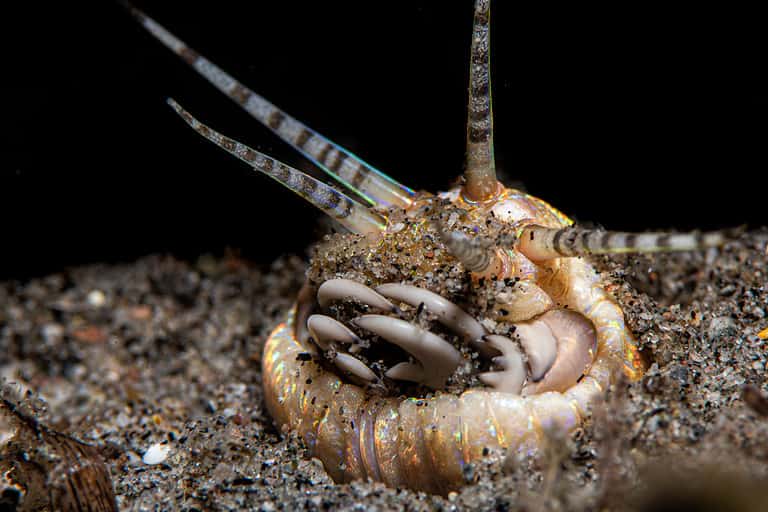 Eunice aphroditois or the Bobbit worm emerging from its hole.