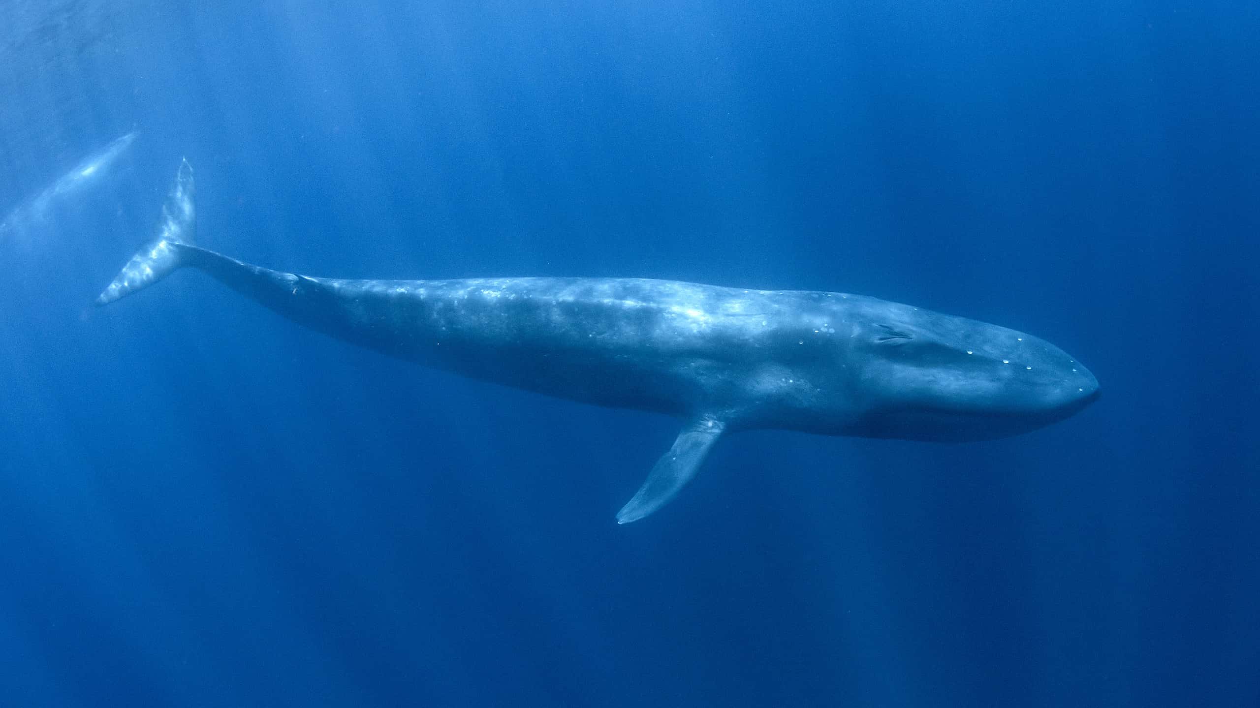 Pygmy Blue Whale underwater, migrating from Timor Leste towards Australia